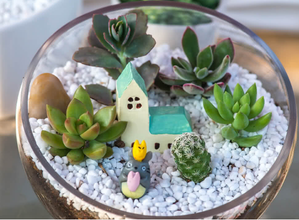 Garden Trays